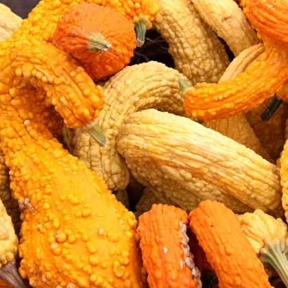 Tykev okrasná Yellow Crookneck - Cucurbita pepo - semena tykve - 5 ks