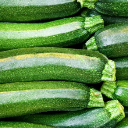 BIO Cuketa Partenon F1 - Cucurbita pepo - bio semena cukety - 5 ks