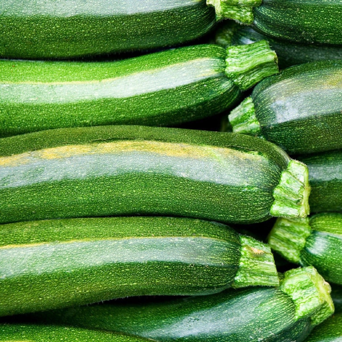 BIO Cuketa Partenon F1 - Cucurbita pepo - bio semena cukety - 5 ks