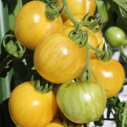 BIO rajče tyčkové Topaz - Lycopersicon esculentum - semena bio rajčat - 6 ks