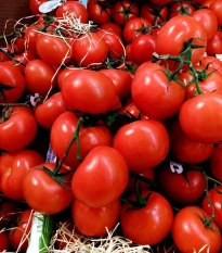 BIO Rajče polní zakrslé Saint Pierre - Solanum lycopersicum - bio semena rajčete - 7 ks