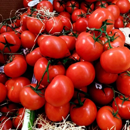 BIO Rajče polní zakrslé Saint Pierre - Solanum lycopersicum - bio semena rajčete - 7 ks