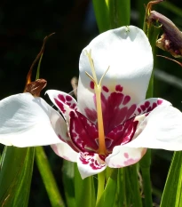 Tygřice bílá - Tigridia alba - hlízy tygřice - 3 ks