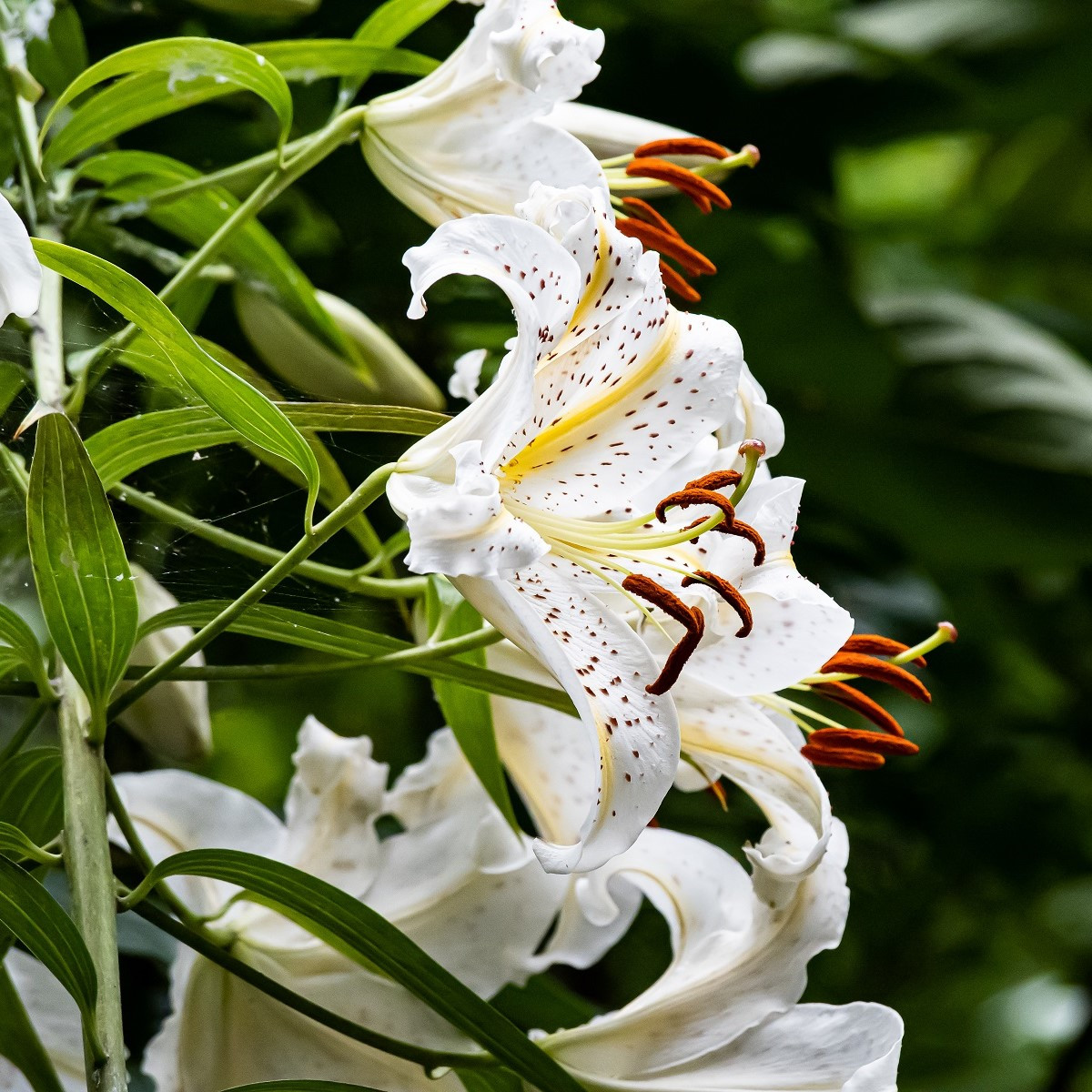 Lilie White Tiger - Lilium - cibule lilie - 1 ks