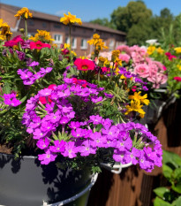 Letničky na balkón - semena - směs - 0,9 g