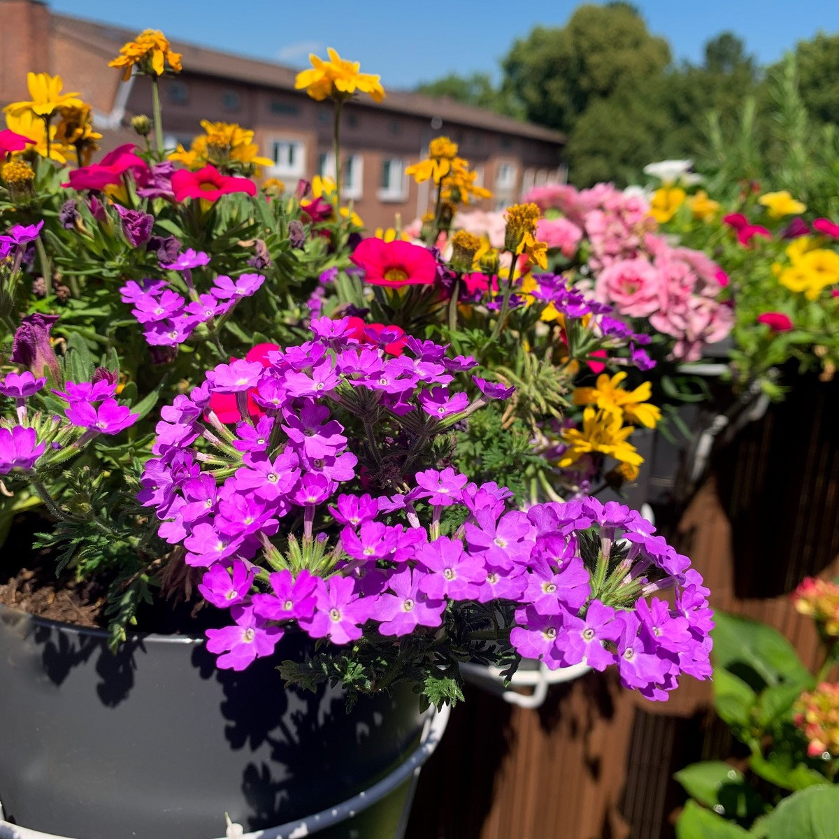 Letničky na balkón - semena - směs - 0,9 g