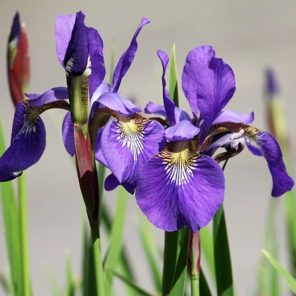Kosatec Purple Sensation - Iris hollandica - cibulky kosatce - 3 ks