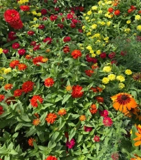 Letničky polovysoké - semena letniček - směs letniček - 0,9 g