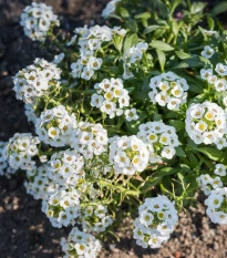 Zahradní sen v bílém - semena letniček - směs letniček - 0,9 g