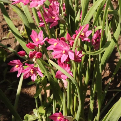 Česnek vysokohorský - Allium oreophillum - cibule okrasného česneku - 3 ks