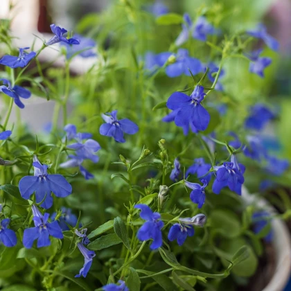 Zahradní sen v modrém - semena letniček - směs letniček - 0,9 g