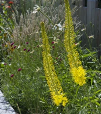 Liliochvostec úzkolistý Bungei - Eremurus - hlízy liliochvostce - 1 ks