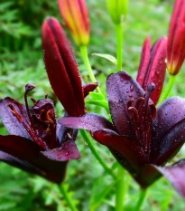 Lilie Nightrider - Lilium - cibule lilie - 1 ks