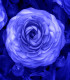 Pryskyřník modrý - Ranunculus asiaticus - hlízy pryskyřníku - 3 ks