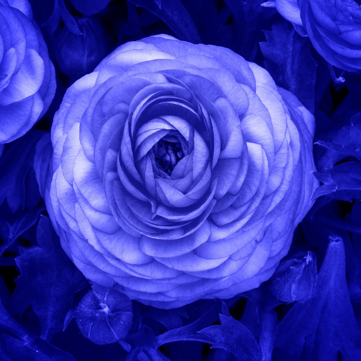 Pryskyřník plnokvětý modrý - Ranunculus asiaticus - hlízy pryskyřníku - 3 ks