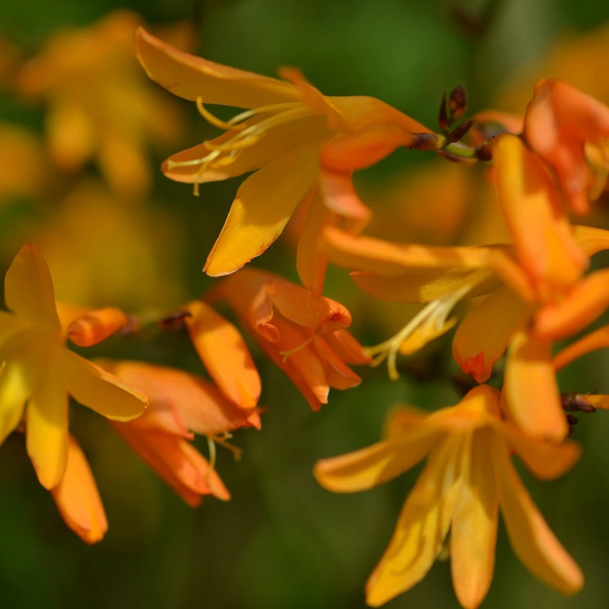 Montbrécie George Davidson - Crocosmia - hlízy montbrécie - 4 ks