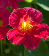 Lichořeřišnice nízká Baby Deep Rose - Kapucínka - Tropaeolum minus - semena lichořeřišnice - 8 ks