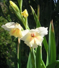 Gladiol Nanus Halley - Gladiolus - hlízy mečíku - 3 ks