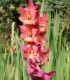 Gladiol Indian Summer - Gladiolus - hlízy mečíku - 3 ks