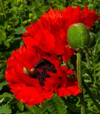 Mák Scarlet Peony - Papaver somniferum - semena máku - 150 ks
