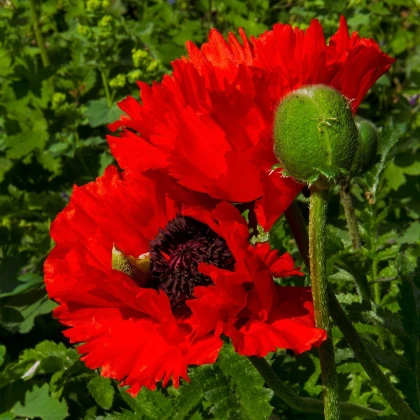 Mák Scarlet Peony - Papaver somniferum - semena máku - 150 ks