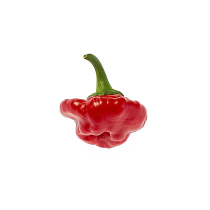 Chilli Jamaican hot red – Capsicum annuum – semena chilli – 6 ks