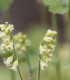 Mitrovka velkokvětá - Tellima grandiflora - semena mitrovky - 0,02 g
