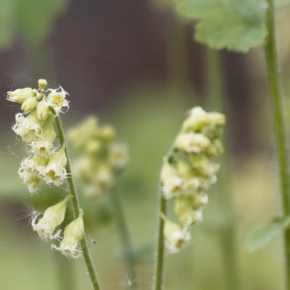 Mitrovka velkokvětá - Tellima grandiflora - semena mitrovky - 0,02 g
