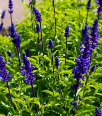 Šalvěj transylvanská Blue Spires - Salvia transylvanica - semena šalvěje - 12 ks