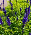Šalvěj transylvanská Blue Spires - Salvia transylvanica - semena šalvěje - 12 ks