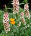 Divizna brunátná směs - Verbascum phoeniceum - semena divizny - 300 ks