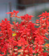 Zahradní sen v červeném - semena letniček - směs letniček - 0,9 g