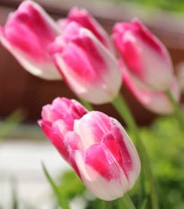 Tulipán Ollioules - Tulipa Ollioules - cibuloviny - 3 ks