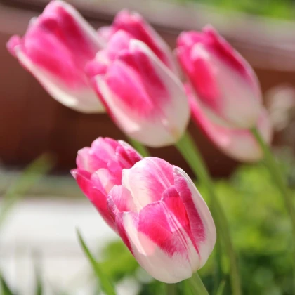 Tulipán Ollioules - Tulipa Ollioules - cibuloviny - 3 ks