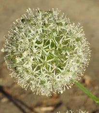 Česnek Mont Blanc - Allium - cibule okrasného česneku - 1 ks