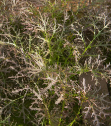 Divoká rukola červená Agano - Brassica juncea - semena rukoly - 150 ks