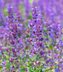 Šanta kočičí modrá - Nepeta faassenil - semena šanty - 15 ks