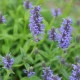 Šanta žilnatá - Nepeta nervosa - semena šanty - 15 ks