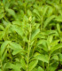 Stévie sladká - Stevia rebaudiana - semena stévie - 15 ks