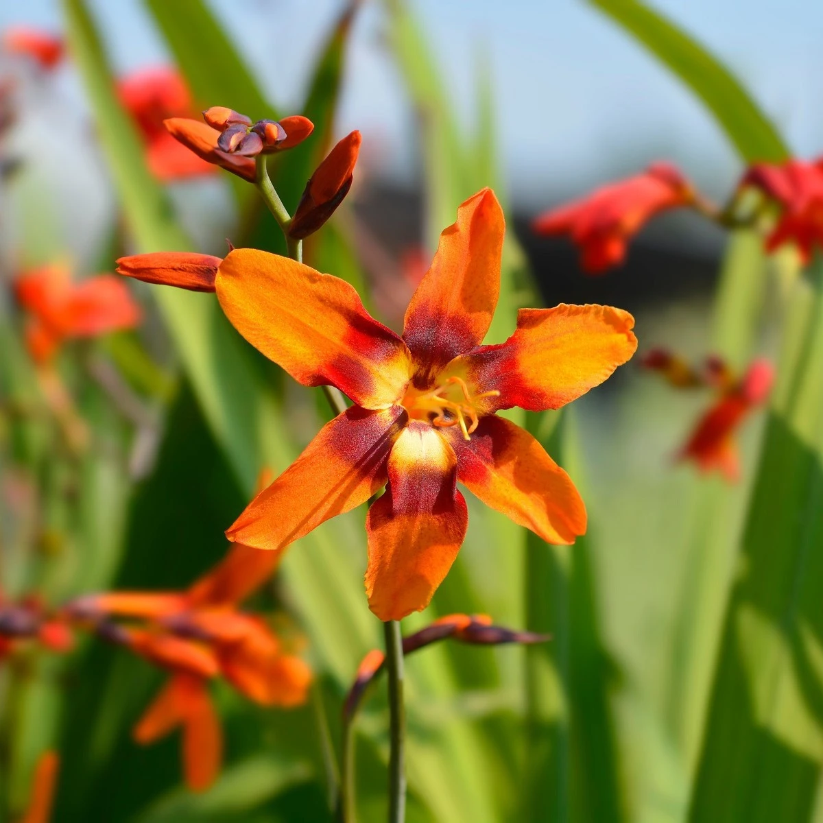 Montbrécie Emily Mckenzie - Crocosmia - hlízy montbrécie - 4 ks