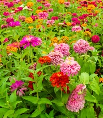 Ostálka Liliput - Zinnia elegans - semena ostálky - 50 ks