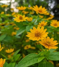 Černonožec bahenní Showstar - Melampodium - semena černonožce - 18 ks