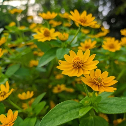 Černonožec bahenní Showstar - Melampodium - semena černonožce - 18 ks