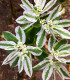 Pryšec vroubený - Euphorbia marginata - semena pryšce - 20 ks