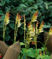 Kvamoklit pnoucí - Quamoclit lobata - semena kvamoklitu - 20 ks