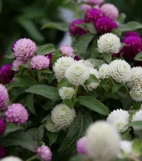 Pestrovka kulovitá směs barev - Gomphrena globosa - semena pestrovky - 35 ks