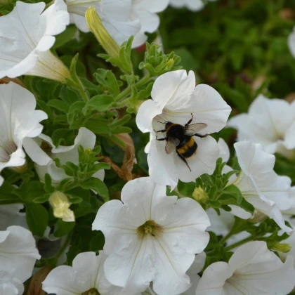 Petúnie bílá nízká Snowball - Petunia nana compacta - semena petúnie - 20 ks