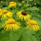 Oman pravý - Inula helenium - semena omanu - 20 ks