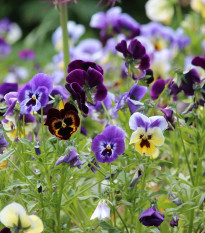 Maceška zahradní švýcarská Schweiter Riesen - Viola wittrockiana - semena macešky - 200 ks