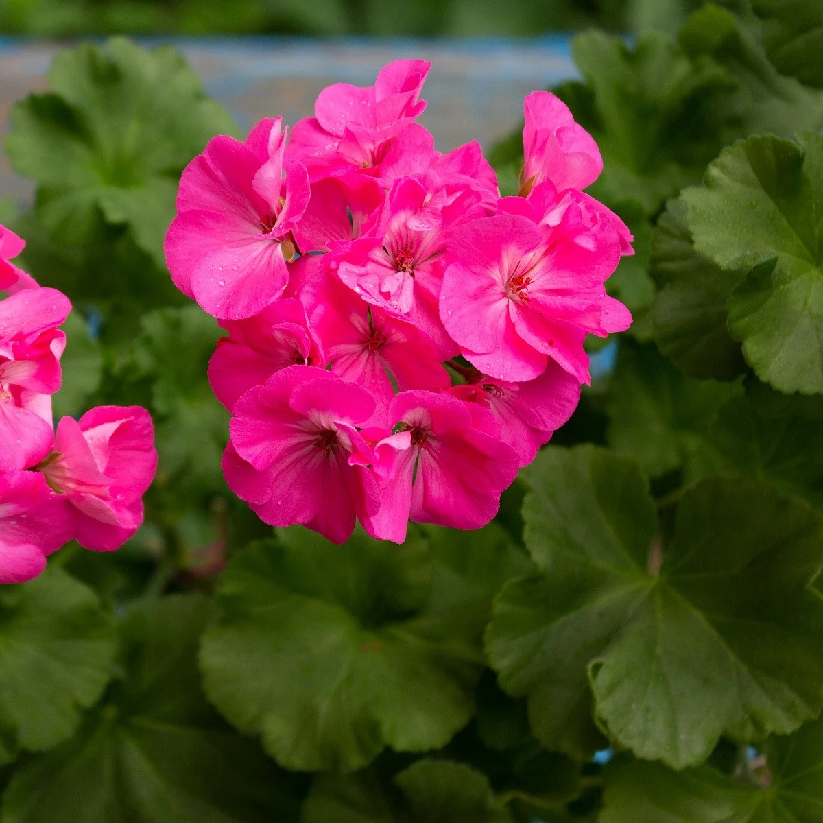 Muškát páskatý Nekita Deep Rose F1 - Pelargonium zonale - semena muškátu - 4 ks